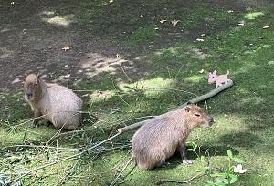Bei Capybaras